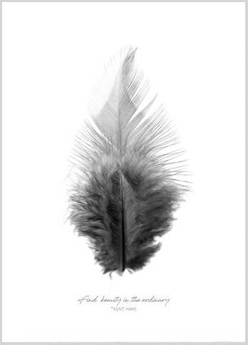 הדפס נוצה פלומה